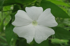 Thunbergia fragrans var. laevis